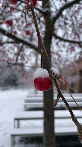 Mensa HU Nord photo 5